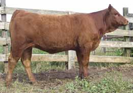 S7 is a really nice handling heifer that you can show or put in the herd. She will prove to be a benefit to any program.