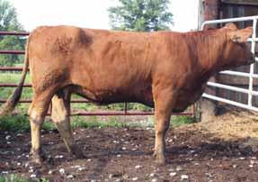 She is a really nice cow. AI bred to SS Traveler 6807 of T510 on 2-19-07.
