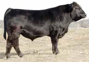 Bred to our Destiny son who was the 2001 Calf Champion at North Carolina State Fair. Pasture Exposed to Mr Banjo 23L from 4-01-07 to 6-01-07.