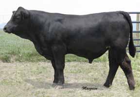 He is black, smooth polled and the most docile bull we have ever had. His different pedigree is backed by some of the best bulls in the breed.