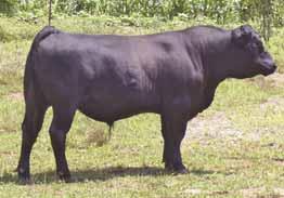 Bullseye himself is a heavy muscled, rugged boned bull with a hug testicular development. Give his power he still smooth shouldered and should make an excellent herd sire.