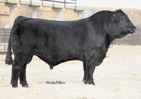 4 33 54 1 11 28 By far the most profitable female ever at Black Ridge and for good reason, our cornerstone donor, Belle, is out of the famed 9A cow that set the standard for all Simmental matriarchs
