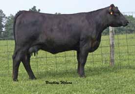 6 7 8 Antoinette Diamond x Star Power 5 embryo s and guaranteeing 2 pregnancies Consignor: Welsh Simmentals SVF Star Power S802 CNS Dream On L186 SVF Sheza Star N902 PVF-BF BF26 Black Joker Circle T