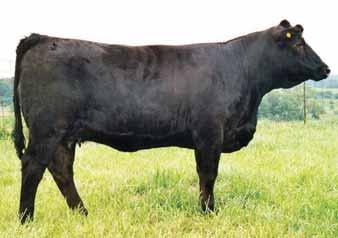 The Antoinette Diamond donor of Welsh Simmentals is a strong family member of Antoinette K205. Diamond is the right size and ties a lot of things together in her complete package.