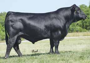 This heifer has done well in the show ring but more importantly will excel in a donor program producing just like many B80 family members AI bred to GWS Ebony s Trademark on 12-17-06. Safe in calf.