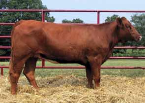 s Luck 44M GW Lucky Dice 187H BRS Ms Spade Ammindy H44 8 0.4 30 55 4 5 20 BW: 84 WW: 589 When I think about productive cows I think of this female s dam 44M.