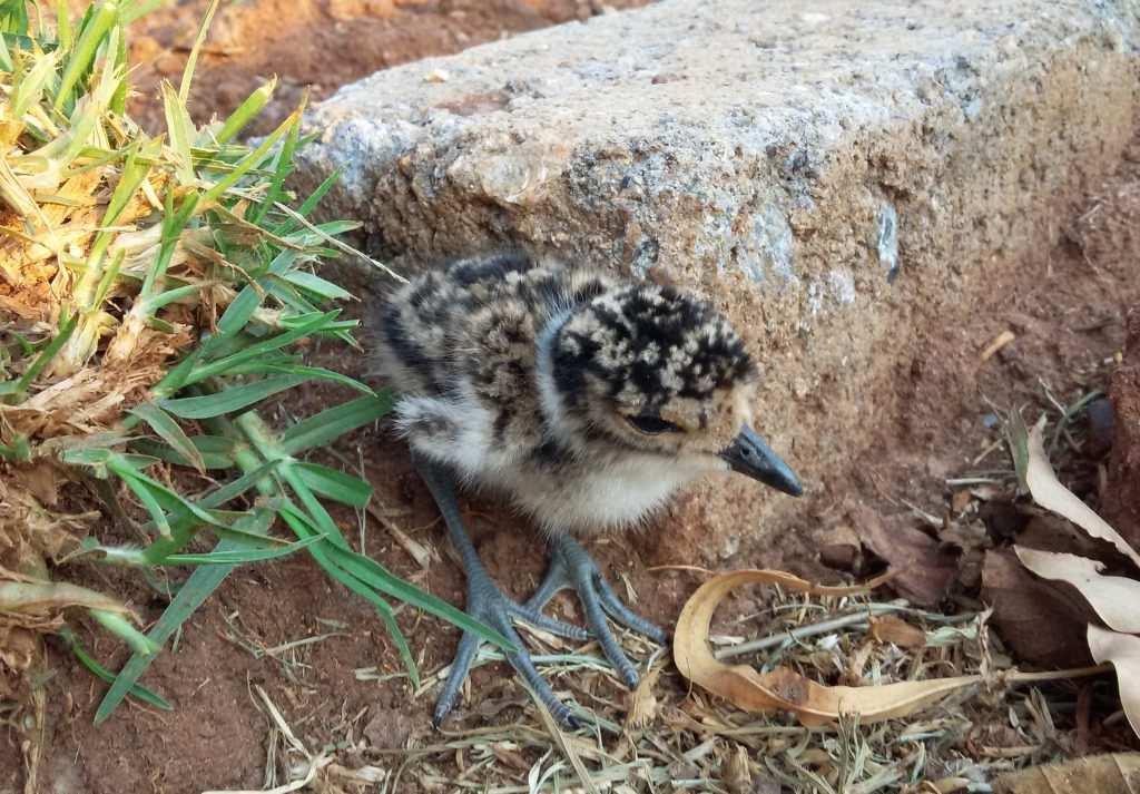 Blacksmith lapwing chick with VERY large feet! (Photo Garfield Krige) A lot of plants started flowering in the veld and this was before any rain had fallen!