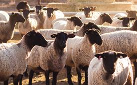 The organisms are passed from ewe to ewe in infected afterbirth, on new lambs and in vaginal discharges for up to two weeks post-lambing.