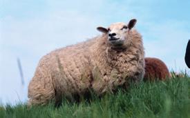 These can infect any ewe or lamb that comes into contact with them BUT signs of EAE will not necessarily show in newly infected animals during that same lambing season and there is no test to