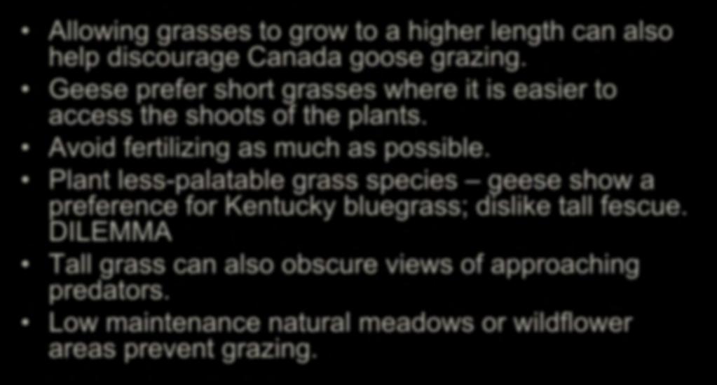 Habitat Modification Allowing grasses to grow to a higher length can also help discourage Canada goose grazing. Geese prefer short grasses where it is easier to access the shoots of the plants.