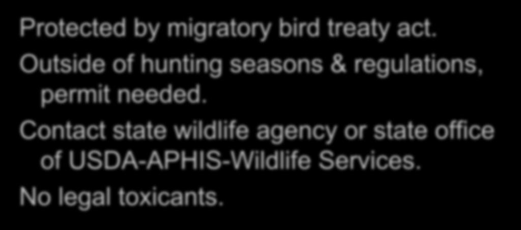 Lethal Control Protected by migratory bird treaty act.