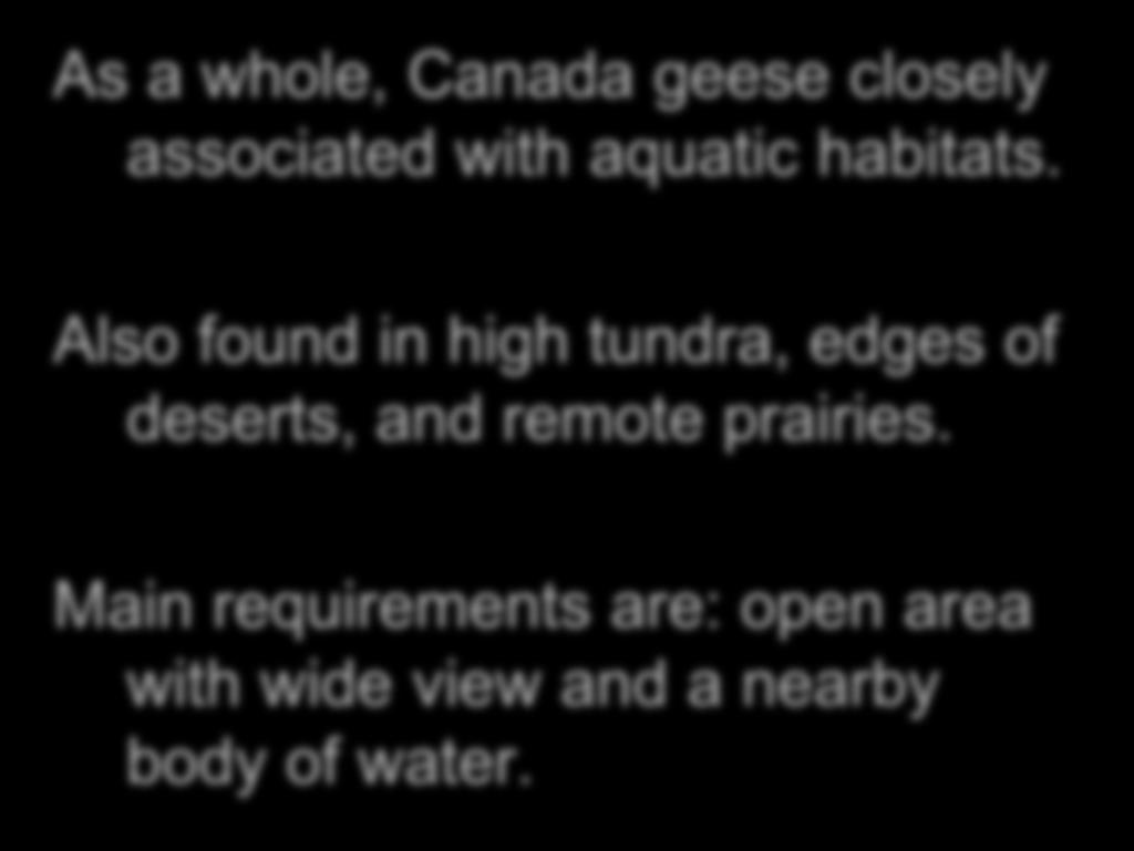 Natural History As a whole, Canada geese closely