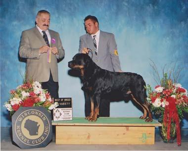 I then got out of schutzhund and became more active in the conformation part of dogs. I had many schutzhund dogs but I never worked them in schutzhund. Santo was probably your most famous Rottweiler.