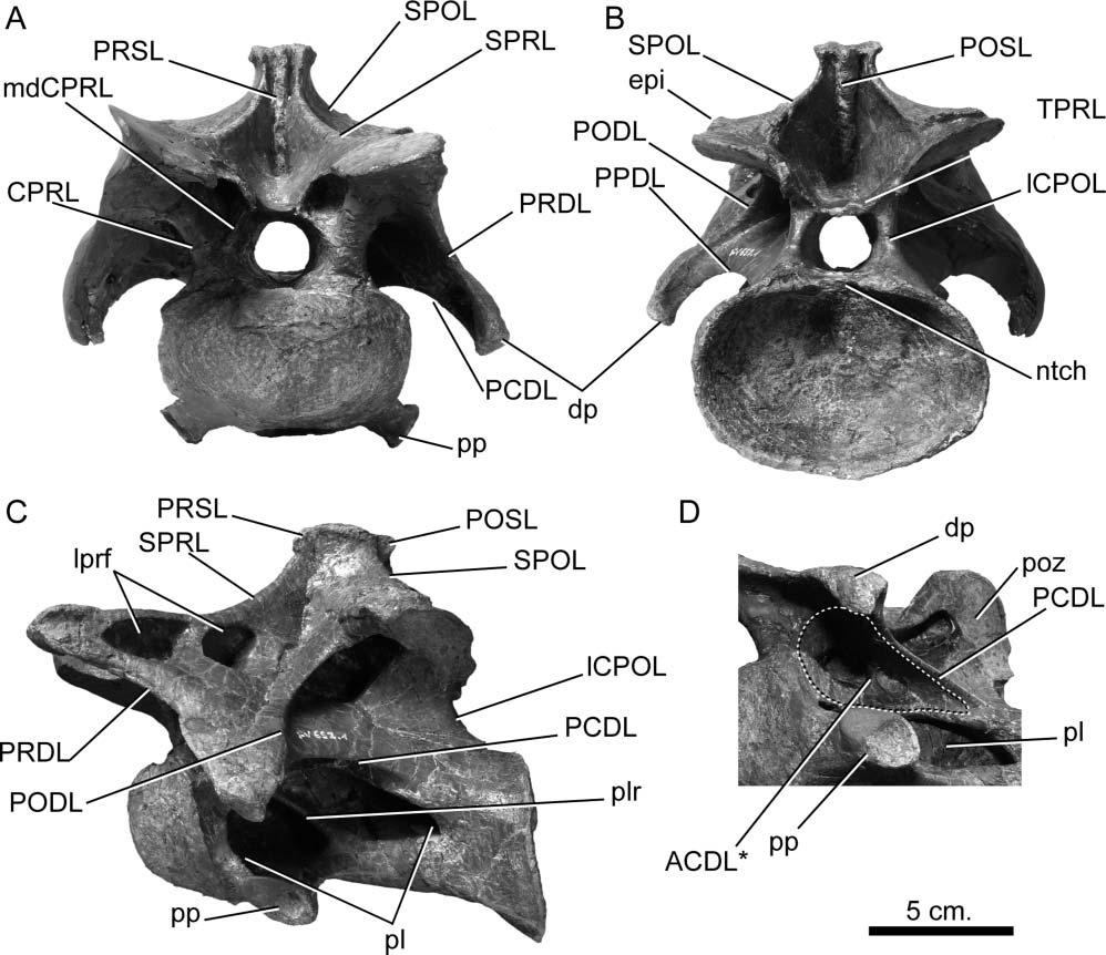 Postcranial axial skeleton of Europasaurus holgeri 9 Figure 4. Europasaurus holgeri, anterior cervical vertebra (DFMMh/FV 652.1) in A, anterior, B,posterior, C, lateral and D, anteroventral views.