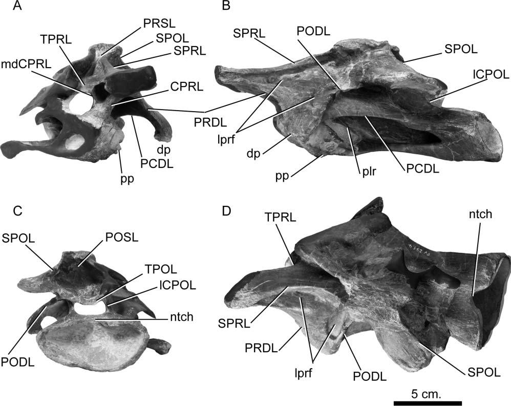 10 J. L. Carballido and P. M. Sander Figure 5. Europasaurus holgeri, anterior cervical vertebra (DFMMh/FV 291.4) in A, anterior, B,lateral, C, posterior and D, dorsal views.