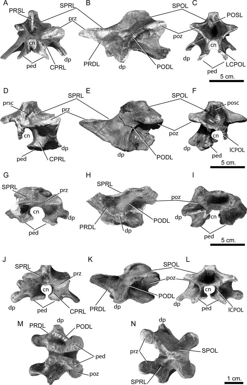 12 J. L. Carballido and P. M. Sander Figure 6. Europasaurus holgeri, immature anterior cervical vertebra. A C, DFMMh/FV 857.3 in A, anterior, B, lateral and C, posterior views.