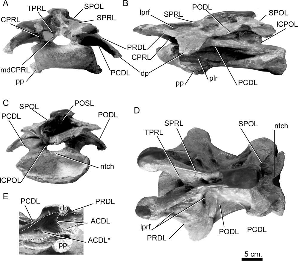 Postcranial axial skeleton of Europasaurus holgeri 13 Figure 7. Europasaurus holgeri, mature anterior middle cervical vertebra (DFMMh/FV 291.