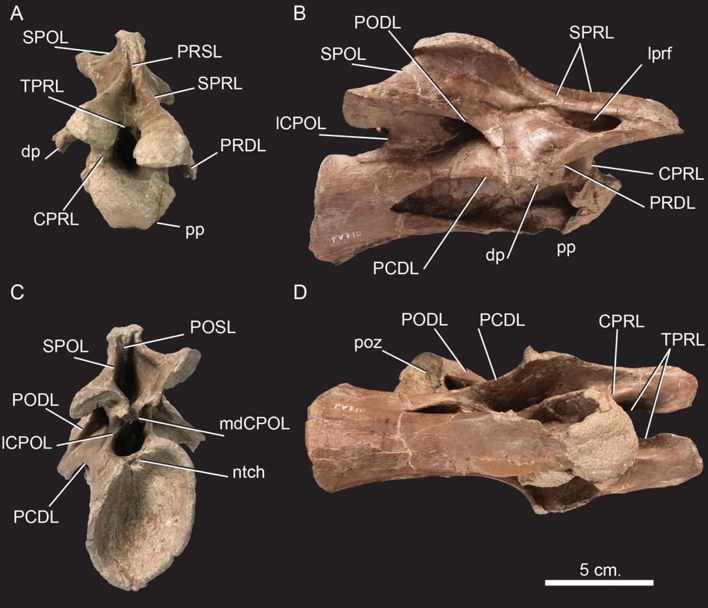 14 J. L. Carballido and P. M. Sander Figure 8. Europasaurus holgeri, mature anterior middle cervical vertebra (DFMMh/FV 710) in A, anterior, B, lateral, C, posterior and D, ventral views.