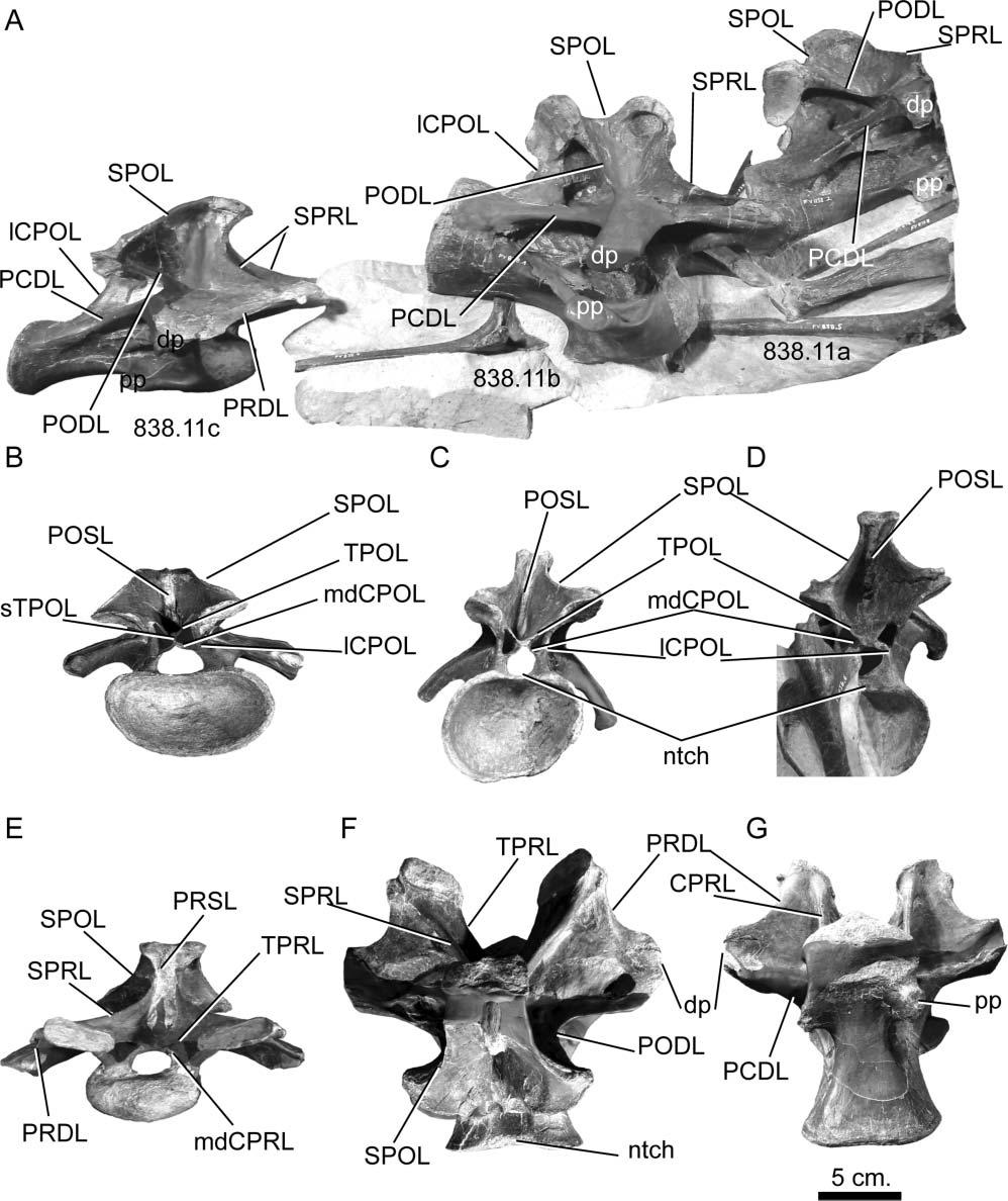 Postcranial axial skeleton of Europasaurus holgeri 15 Figure 9. Europasaurus holgeri, mature posterior middle and anteroposterior cervical vertebrae. A, DFMMh/FV 838 series, lateral view.