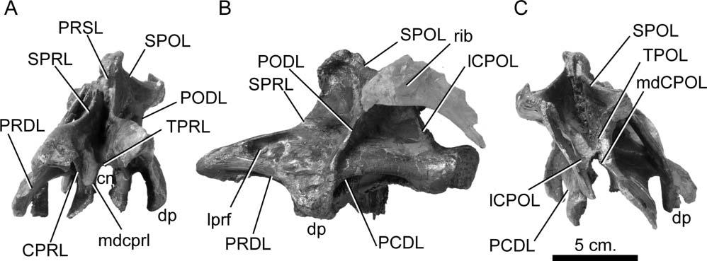 16 J. L. Carballido and P. M. Sander Figure 10. Europasaurus holgeri, immature posterior middle cervical vertebra (DFMMh/FV 51) in A, anterior, B,lateral and C, posterior views.