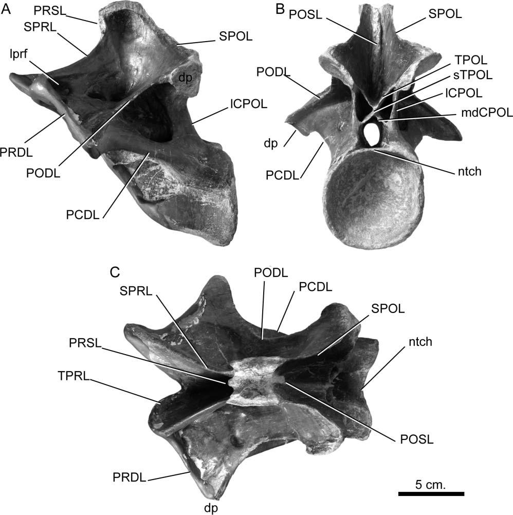 18 J. L. Carballido and P. M. Sander Figure 12. Europasaurus holgeri, mature anteroposterior cervical vertebra (DFMMh/FV 838.10) in A, lateral, B, posterior and C, dorsal views.