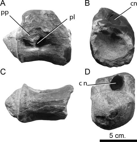 Postcranial axial skeleton of Europasaurus holgeri 21 width (Figs 9, 12), whereas the posteriormost neural spine is almost twice as wide as it is long.