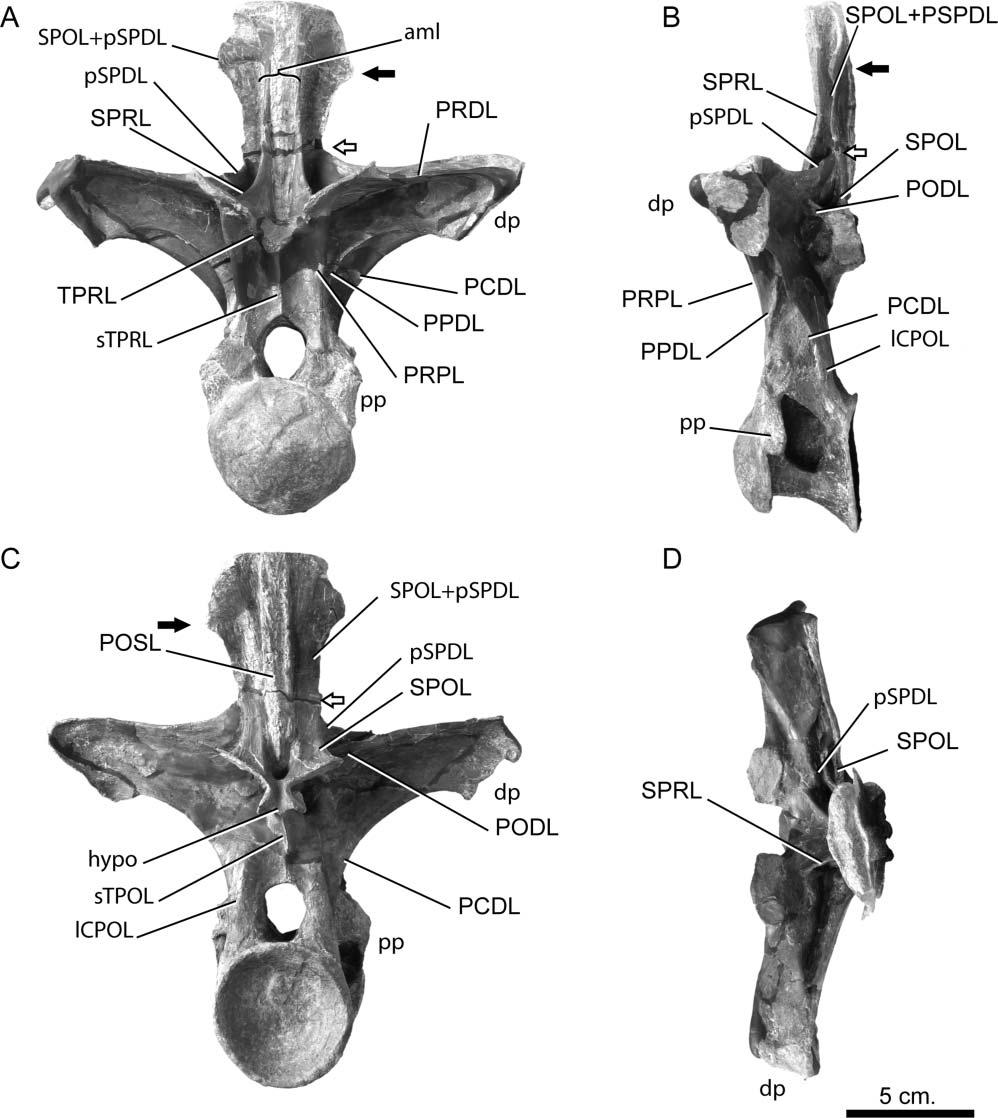 22 J. L. Carballido and P. M. Sander Figure 16. Europasaurus holgeri, mature anterodorsal vertebra (DFMMh/FV 1048) in A, anterior, B, lateral, C, posterior and D, dorsal views.