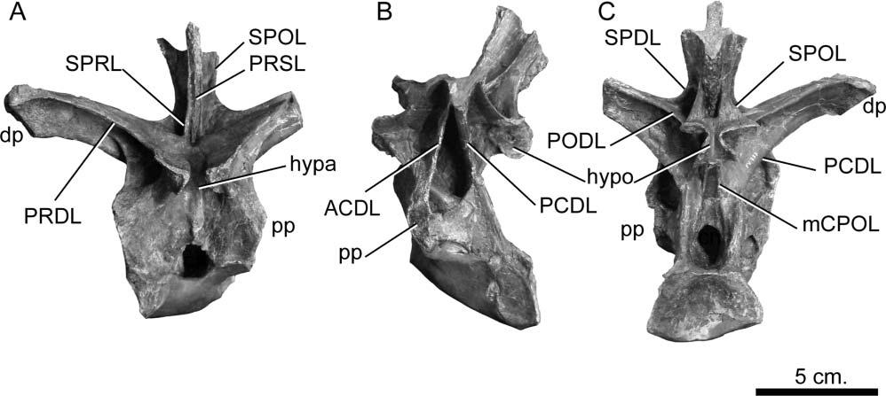 26 J. L. Carballido and P. M. Sander Figure 18. Europasaurus holgeri, mature posterior middle dorsal vertebra (DFMMh/FV 787) in A, anterior, B, lateral and C, posterior views.