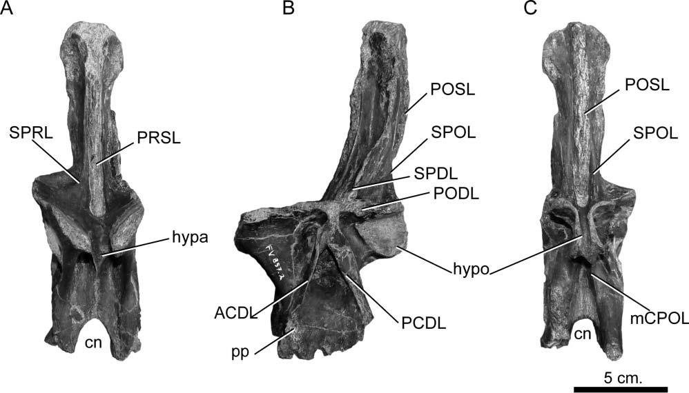 The CDF is bounded by the PCDL posteriorly, the PPDL anteriorly, and the parapophysis anteroventrally (Fig. 17B). A deep and well-delimited excavation is observed inside the CDF.