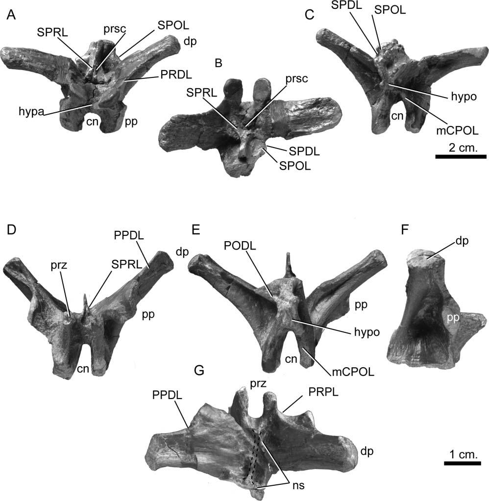 28 J. L. Carballido and P. M. Sander Figure 20. Europasaurus holgeri, immature middle dorsal vertebra. A C, DFMMh/FV 243 in A, anterior, B, dorsal and C, posterior views.