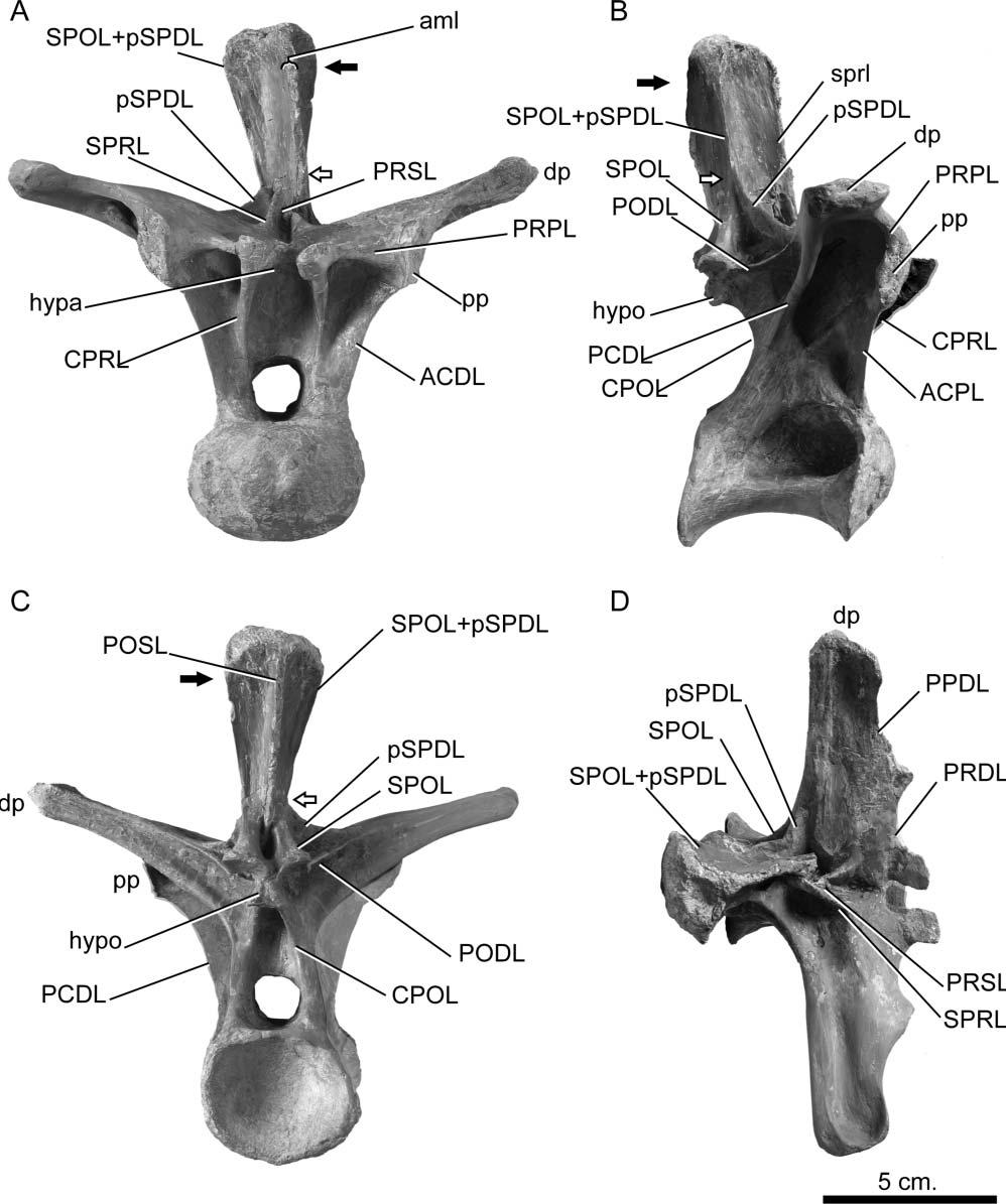 30 J. L. Carballido and P. M. Sander Figure 21. Europasaurus holgeri, posterior dorsal vertebra (DFMMh/FV 712.1) in A, anterior, B, lateral, C, posterior and D, dorsal views.