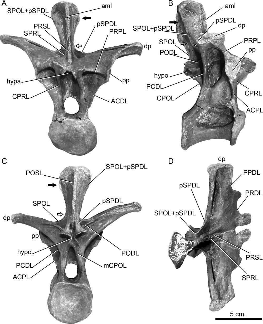 Postcranial axial skeleton of Europasaurus holgeri 31 Figure 22. Europasaurus holgeri, posterior dorsal vertebra (DFMMh/FV 652.4) in A, anterior, B, lateral, C, posterior and D, dorsal views.