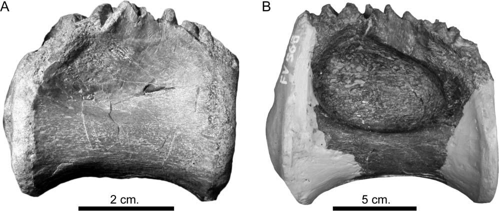 Postcranial axial skeleton of Europasaurus holgeri 33 Figure 23. Europasaurus holgeri, immature dorsal centra in lateral view. A, DFMMh/FV 714; B, DFMMh/FV 568.