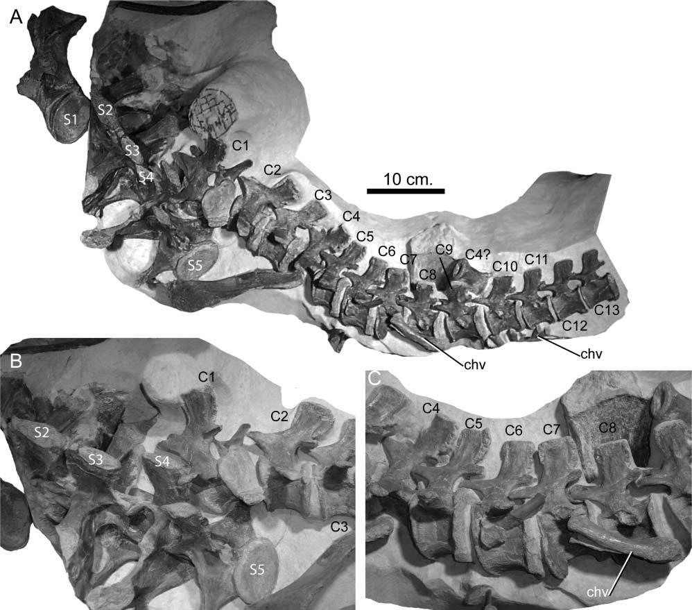 34 J. L. Carballido and P. M. Sander Figure 24. Europasaurus holgeri, DFMMh/FV 100, composed of five sacral vertebrae and the anteriormost 13 caudal vertebrae.