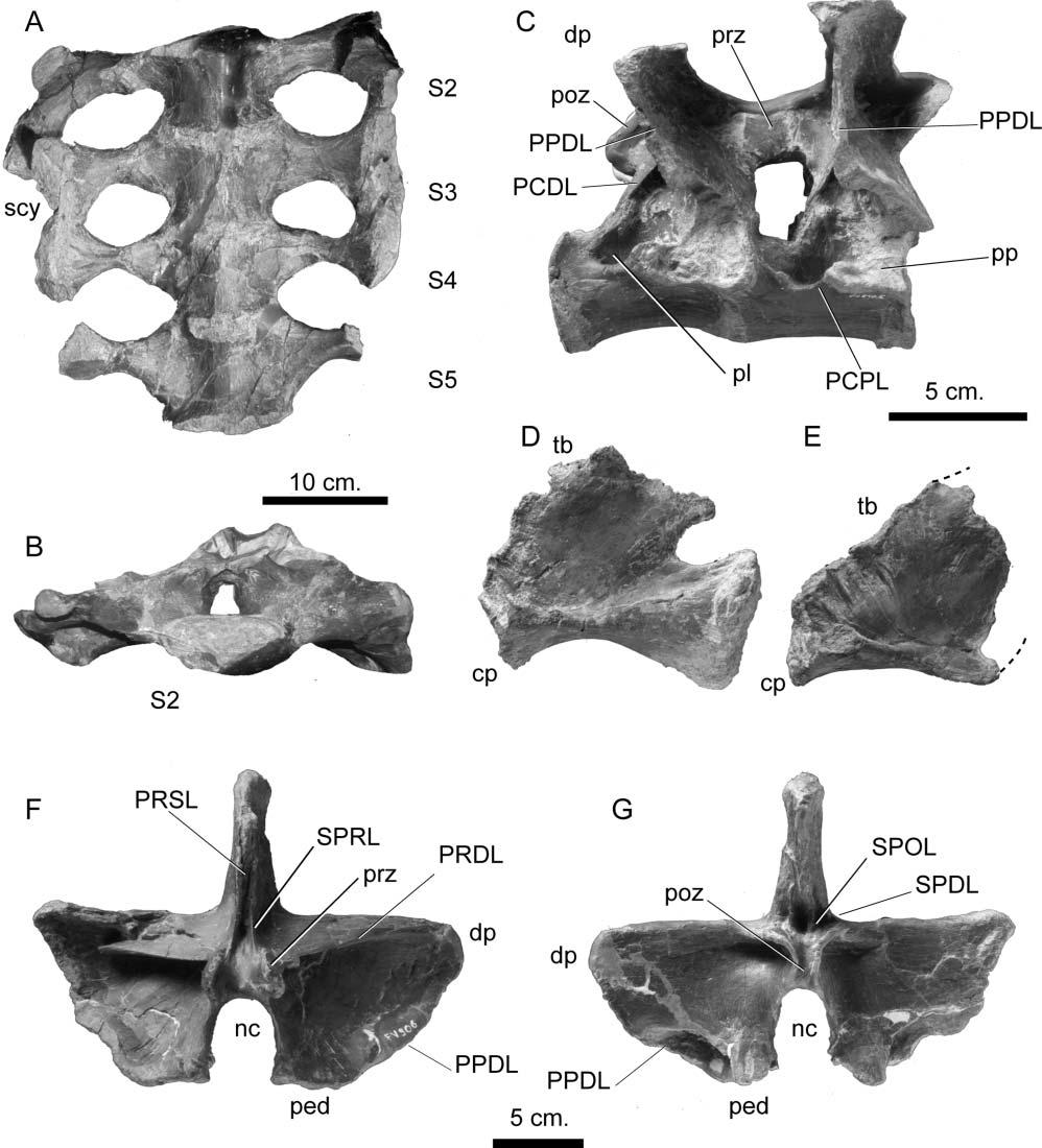 Postcranial axial skeleton of Europasaurus holgeri 35 Figure 25. Europasaurus holgeri, sacral vertebrae. A, B, DFMMh/FV 082 in A, ventral and B, anterior views. C, DFMMh/FV 890.5, lateral view.