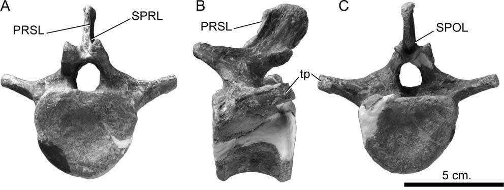 Postcranial axial skeleton of Europasaurus holgeri 37 Figure 26. Europasaurus holgeri, anterior caudal vertebrae (DFMMh/FV 866) in A, anterior, B, lateral and C, posterior views.