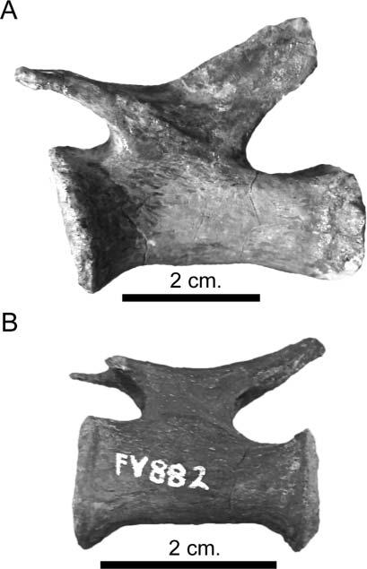 38 J. L. Carballido and P. M. Sander Figure 28. Europasaurus holgeri, posterior caudal vertebrae in left lateral view. A, DFMMh/FV 549.3; B, DFMMh/FV 882.