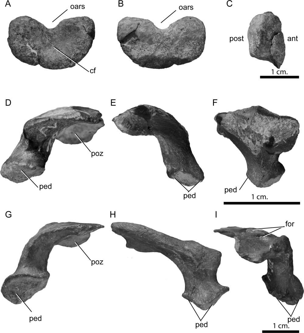 4 J. L. Carballido and P. M. Sander Figure 1. Europasaurus holgeri, atlas elements. A C, intercentrum (DFMMh/FV 910) in A, anterior, B, posterior and C, lateral views.