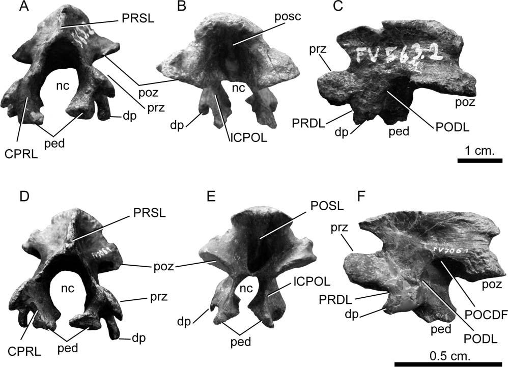 Postcranial axial skeleton of Europasaurus holgeri 7 Figure 2. Europasaurus holgeri, axis.a C, DFMMh/FV 563.2 in A, anterior, B,posterior and, C, lateral views. D F,DFMMh/FV 706.