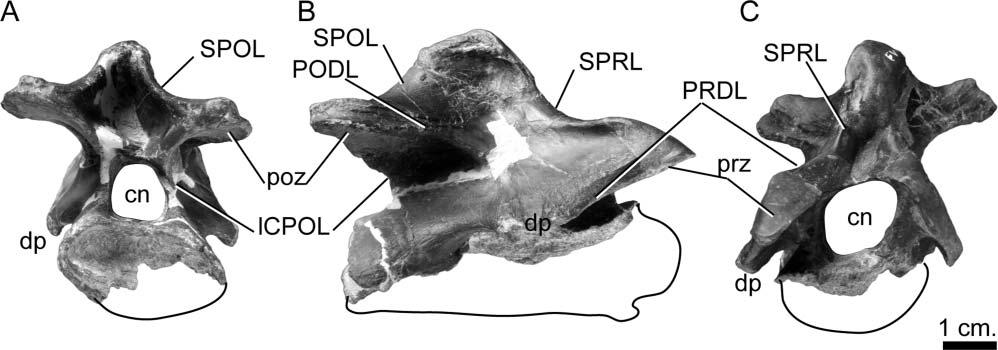 8 J. L. Carballido and P. M. Sander Figure 3. Europasaurus holgeri, anterior cervical vertebra (DFMMh/FV 999.1; third?) in A, posterior B, lateral and C, anterior views. See text for abbreviations.