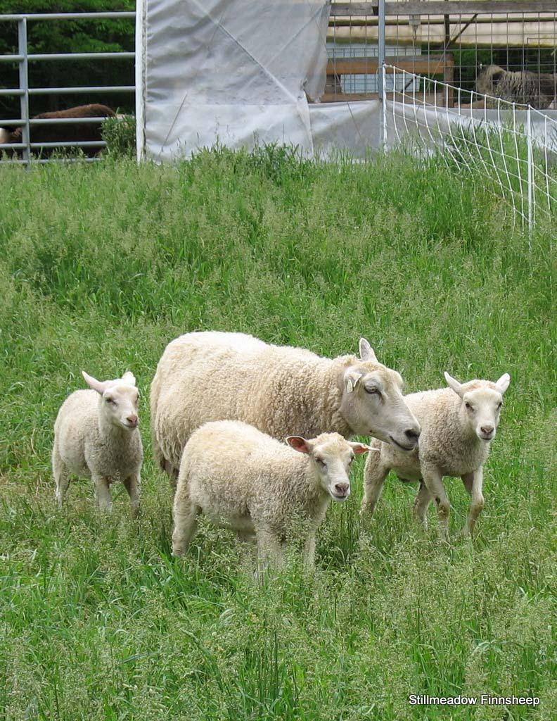 Short Tales 1 Published by the Finnsheep Breeders Associa on h p://finnsheep.