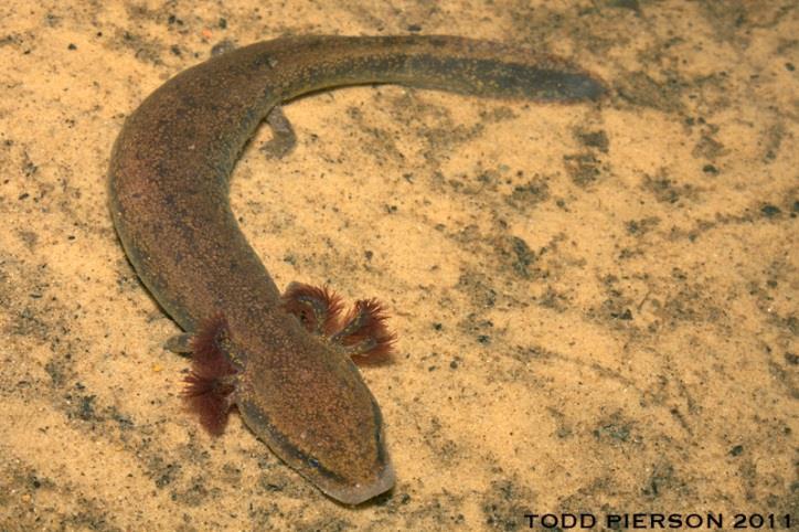 Richter 0 Anurans Salamanders Lithobates sevosus (Dusky Gopher Frog): 1982: concern about status first raised 2001: Listed as endangered 2012: Critical habitat