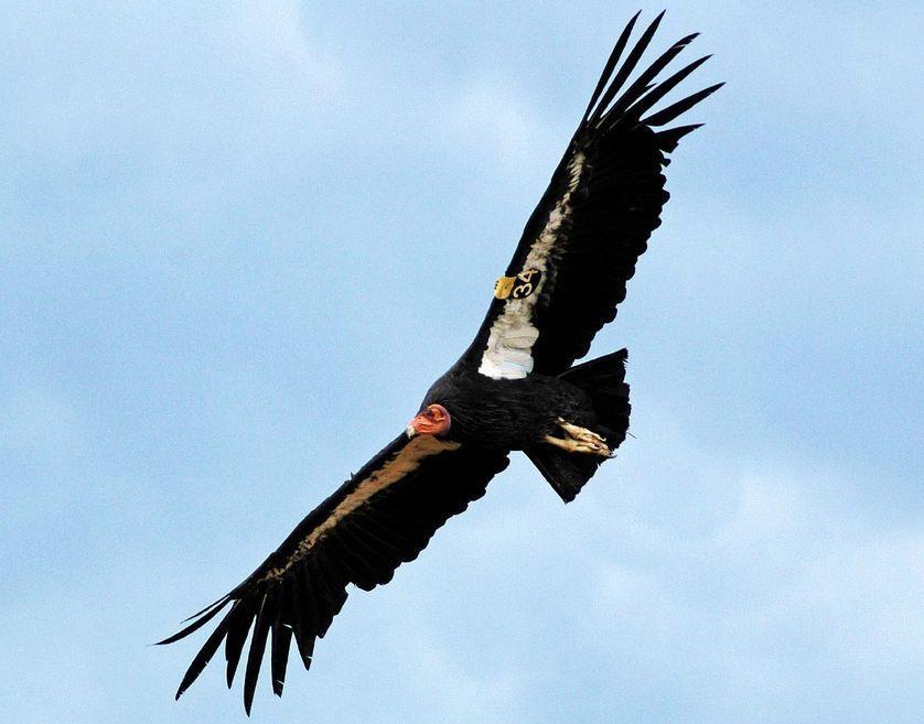 27 condors remained in the wild All three recovery programs have experienced a number