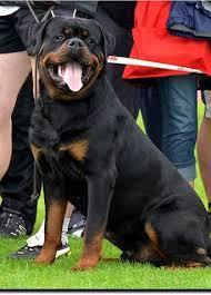 BONE MUSCLE POWER By Steve Wolfson If one were to take a survey asking, "Why did you purchase a Rottweiler", "Why this breed over others", it would certainly elicit intriguing answers.
