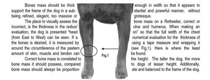 B. MUSCLE MASS The general muscle mass should be substantial, well defined and in proportion to the frame of the dog so that it exudes strength, masculinity and athleticism.