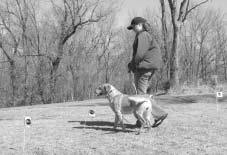 Training Your Dog With The Dogtra e-fence 22912 Lockness Av