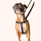 Long leashes are a great way to practice distance recalls with your dog and for your dog to have off-leash freedom time safely.