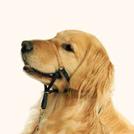 If your dog has the potential to pull on leash, the use of the flat collar will cause undue pressure on the trachea so would not be appropriate for leash walk training.