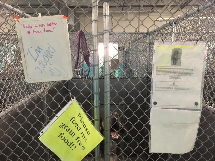 On the Adopt Floor Special instructions will be on this white board on the kennels.