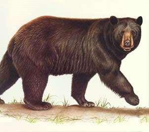 Adult Weight: Average weight around here- #250 Most wild male black bears weigh
